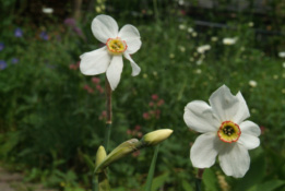 Narcissus poeticus var. recurvus Witte- of Dichtersnarcis bestellen